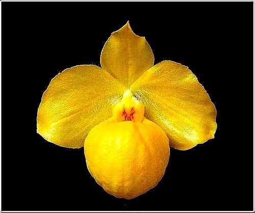 Paphiopedilum armeniacum 'Yuki Dreamily'